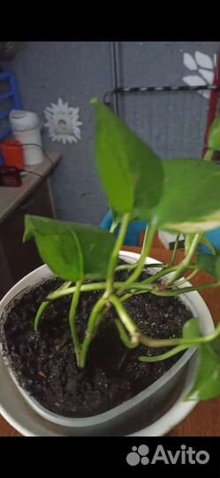 Лиана стендапсус