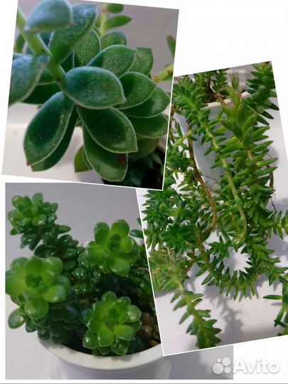 Суккуленты разные
