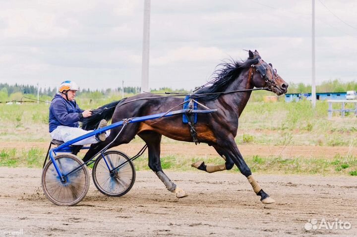 Орловский рысак