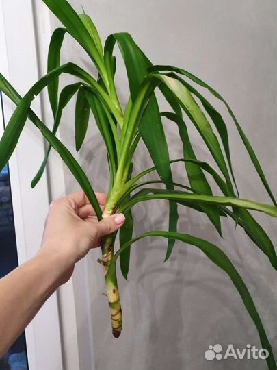 Юкка и Драцена отростки