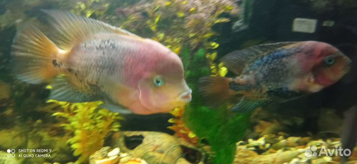 Вьеха радужная