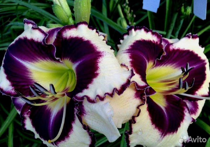 Садовые цветы и растения