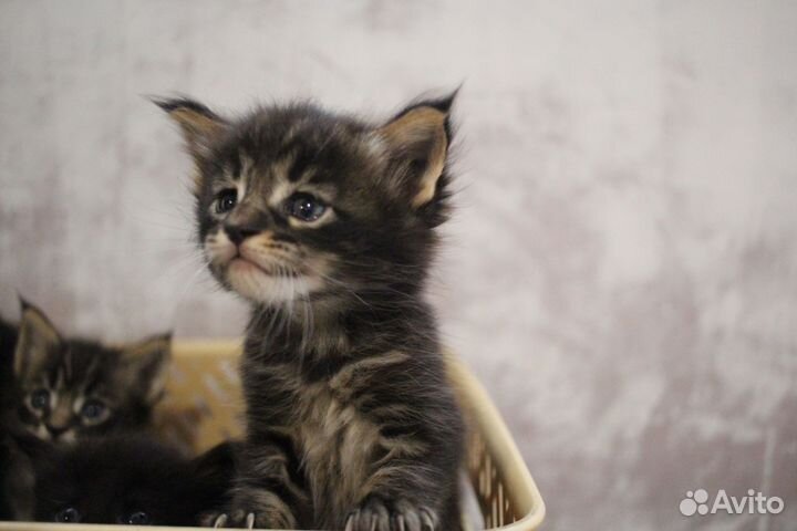 Котята мейн-кун