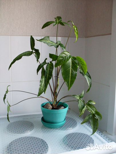 Сингониум ушковый