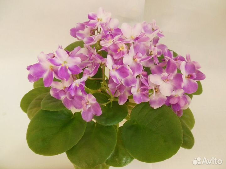 Мини фиалки - детки, листики