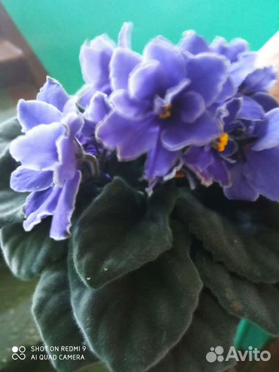 Сортовые фиалки