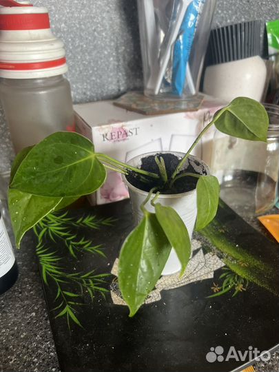 Антуриум белый