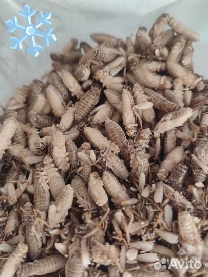 Замороженные сверчки