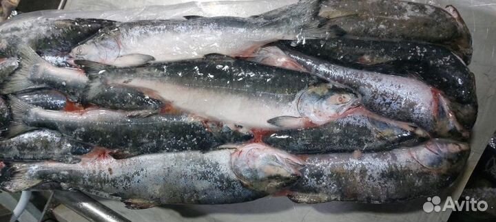 Горбуша неразделанная