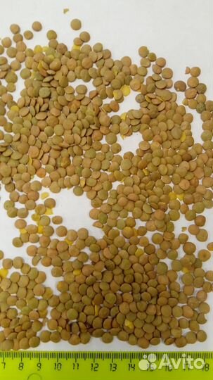 Пшеница, ячмень, горох, реализация