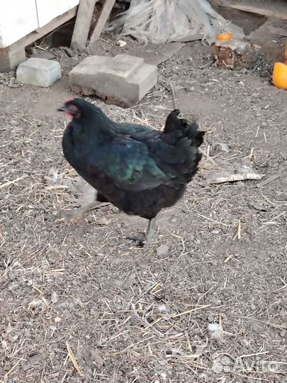 Куры петухи