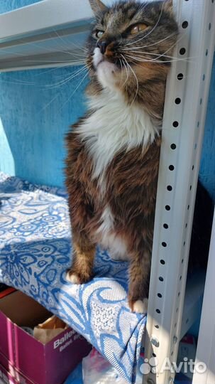 Котики в добрые руки