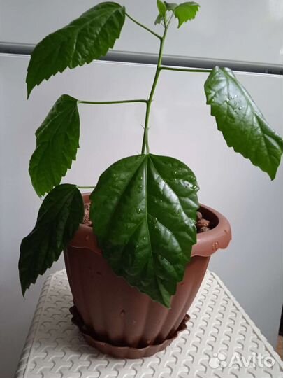 Комнатные цветы