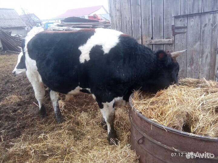 Бык на мясо или на племя