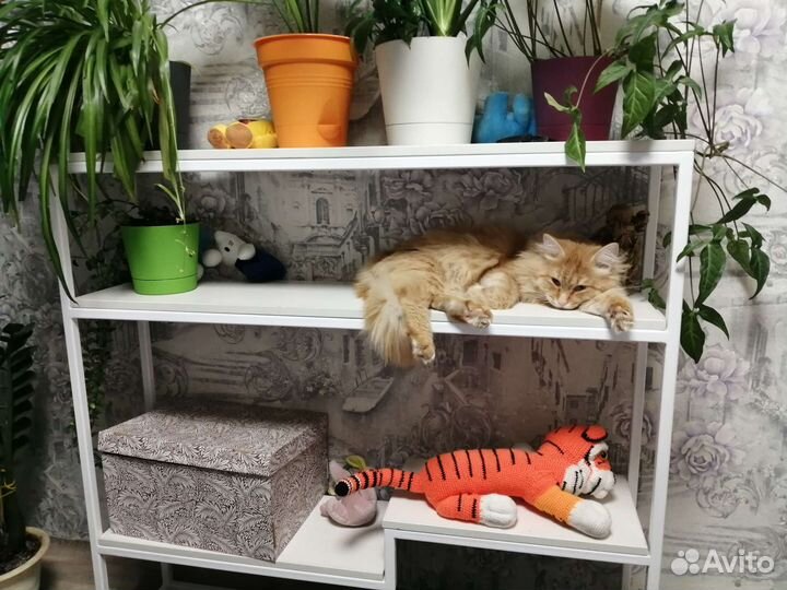 Полка для кота лофт