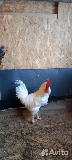 Молодые петухи