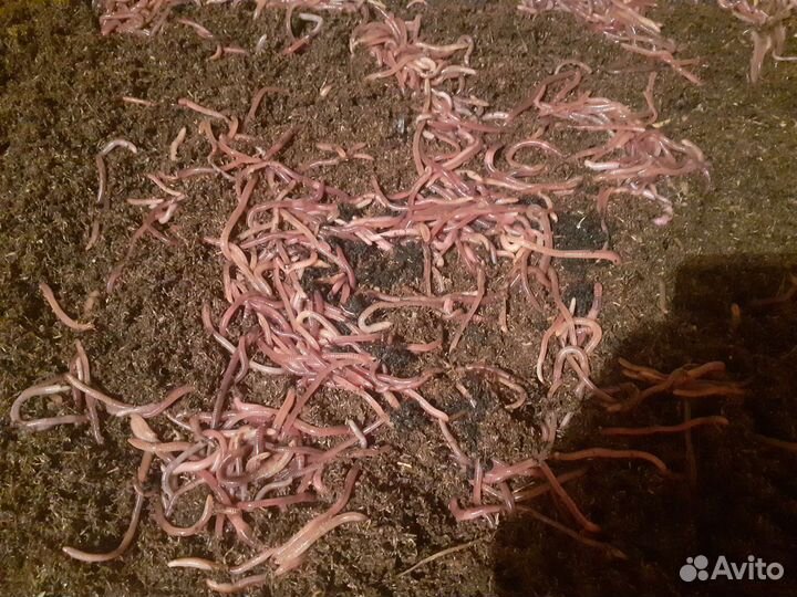 Червь дендробена