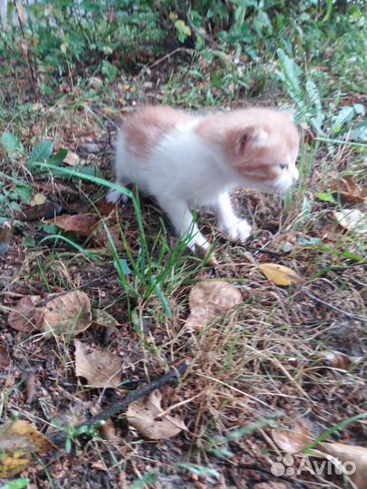 Котята в добрые руки мальчики