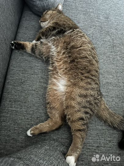 Отдам котика