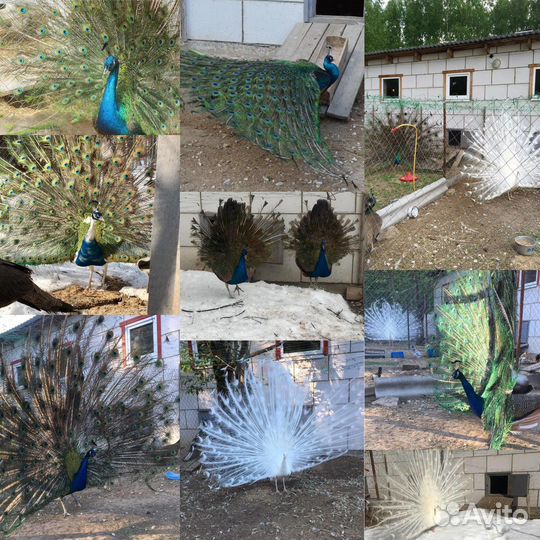 Павлинята, павлин, Бантам Ява, Серама, Кохинхины