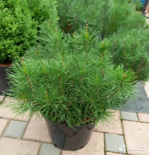 Сосна горная