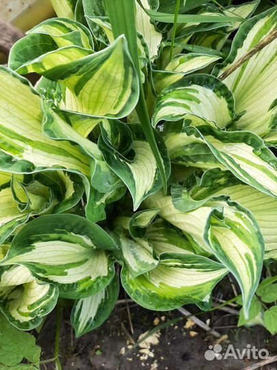 Хоста в ассортименте