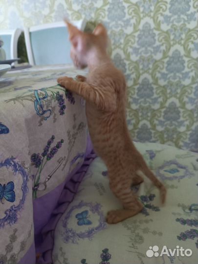 Донской сфинкс котята