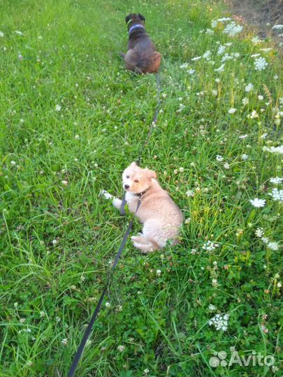 Собака в добрые руки щенок