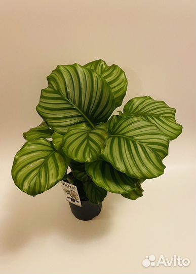 Калатея Орбифолия 15/50