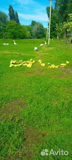 Гусиное яйцо