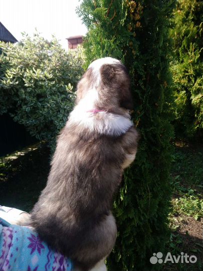 Щенки сенбернара