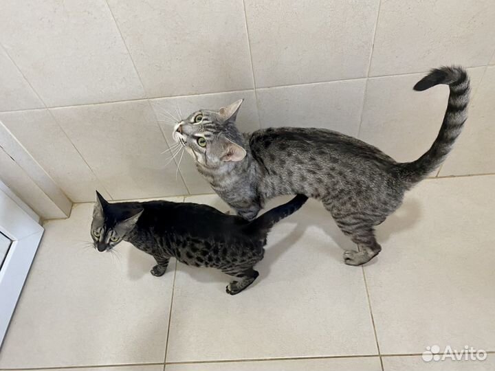 Египетская мау котята