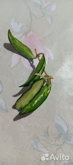 Хойя вертицилата