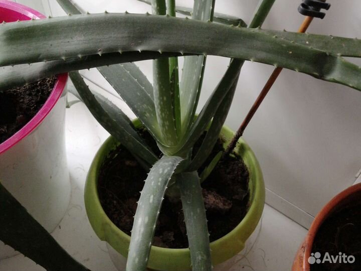 Цветы комнатные