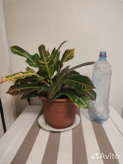 Протон Петра