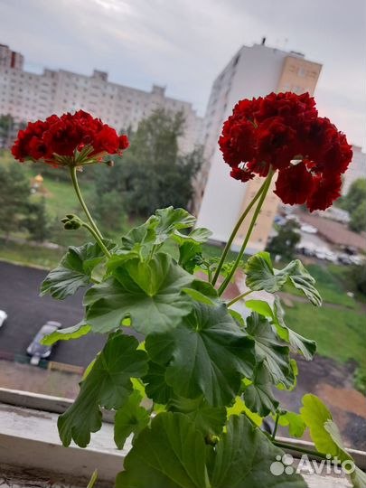 Комнатные цветы герань