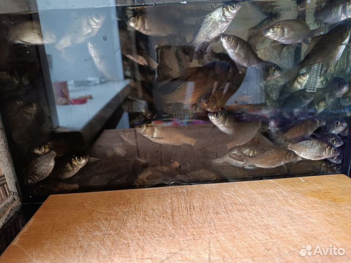 Живец карась для рыбалки и зарыбления водоемов