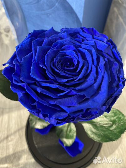 Роза в колбе Queen