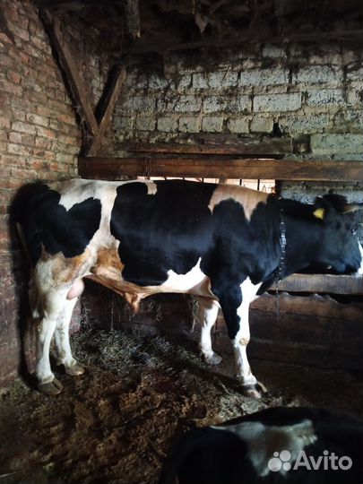 Продается готовый бизнес молочного направления