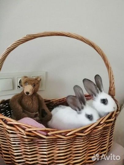 Кролик в аренду