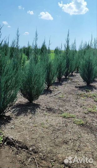 Можжевельник крупномер Blue Arow от производителя