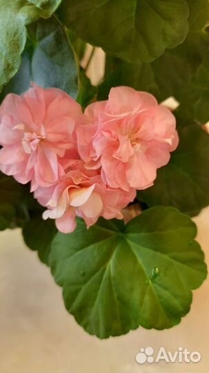 Пеларгония Miss Rose