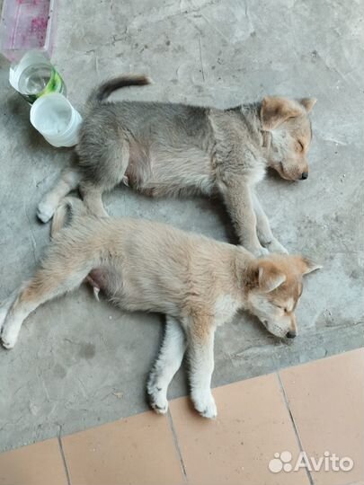 Отдам щенков в добрые руки бесплатно