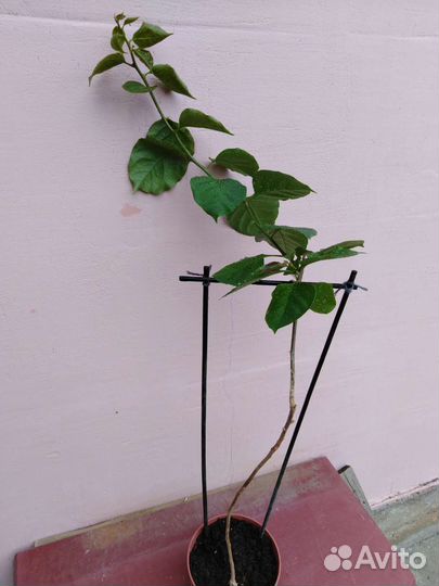 Бугенвиллия взрослая