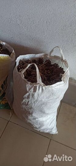 Шишки сосновые