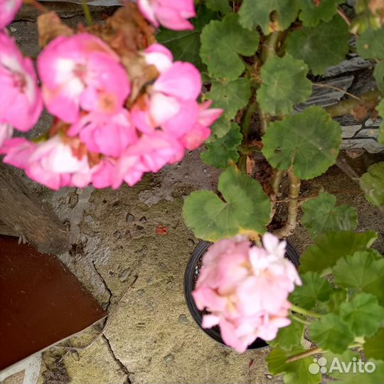 Пеларгонии Герани сортовые