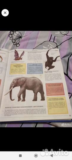 Энциклопедия для детей