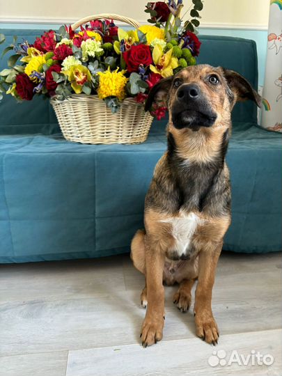 Собака в добрые руки