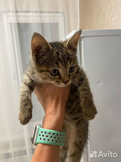 Котенок девочка в добрые руки