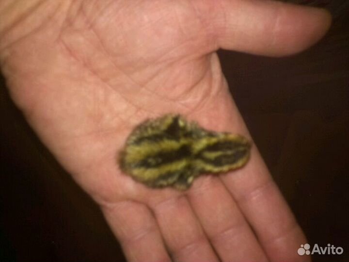 Яйцо,птенцы и помёт перепелов,бройлеры